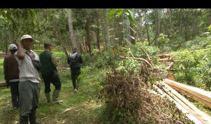 Saling klim Pt Teluk Beringin jaya Dengan Koperasi LSR,Berujung cek lapangan