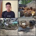 Diduga Dpo Pelaku Curi 102 Tandan Buah Kelapa Sawit Diamankan Polsek Gunung Agung