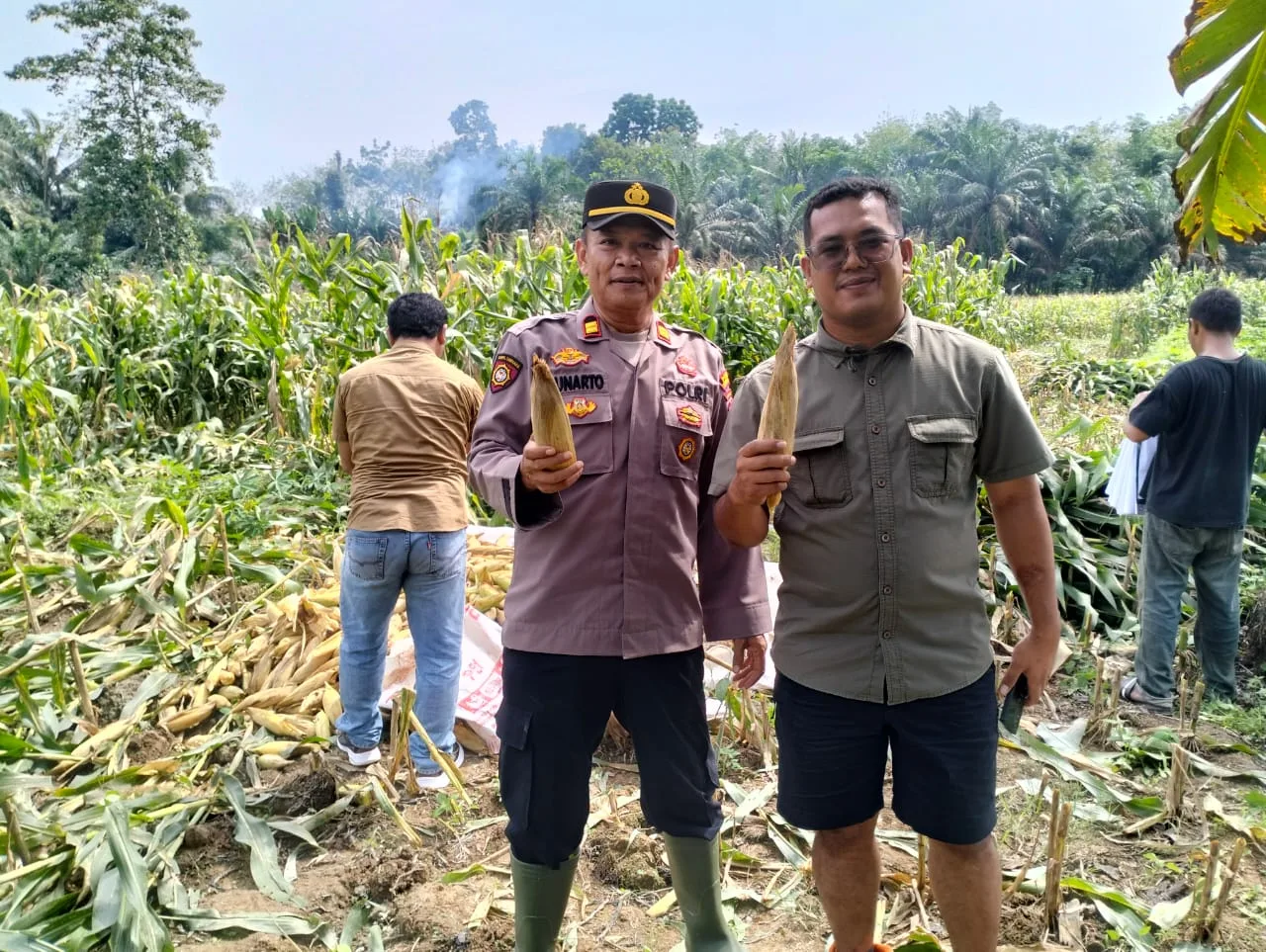 Sukseskan Asta Cita Program di bidang Ketapang, Polsek Dolmas Polres Sergai Panen Raya Jagung