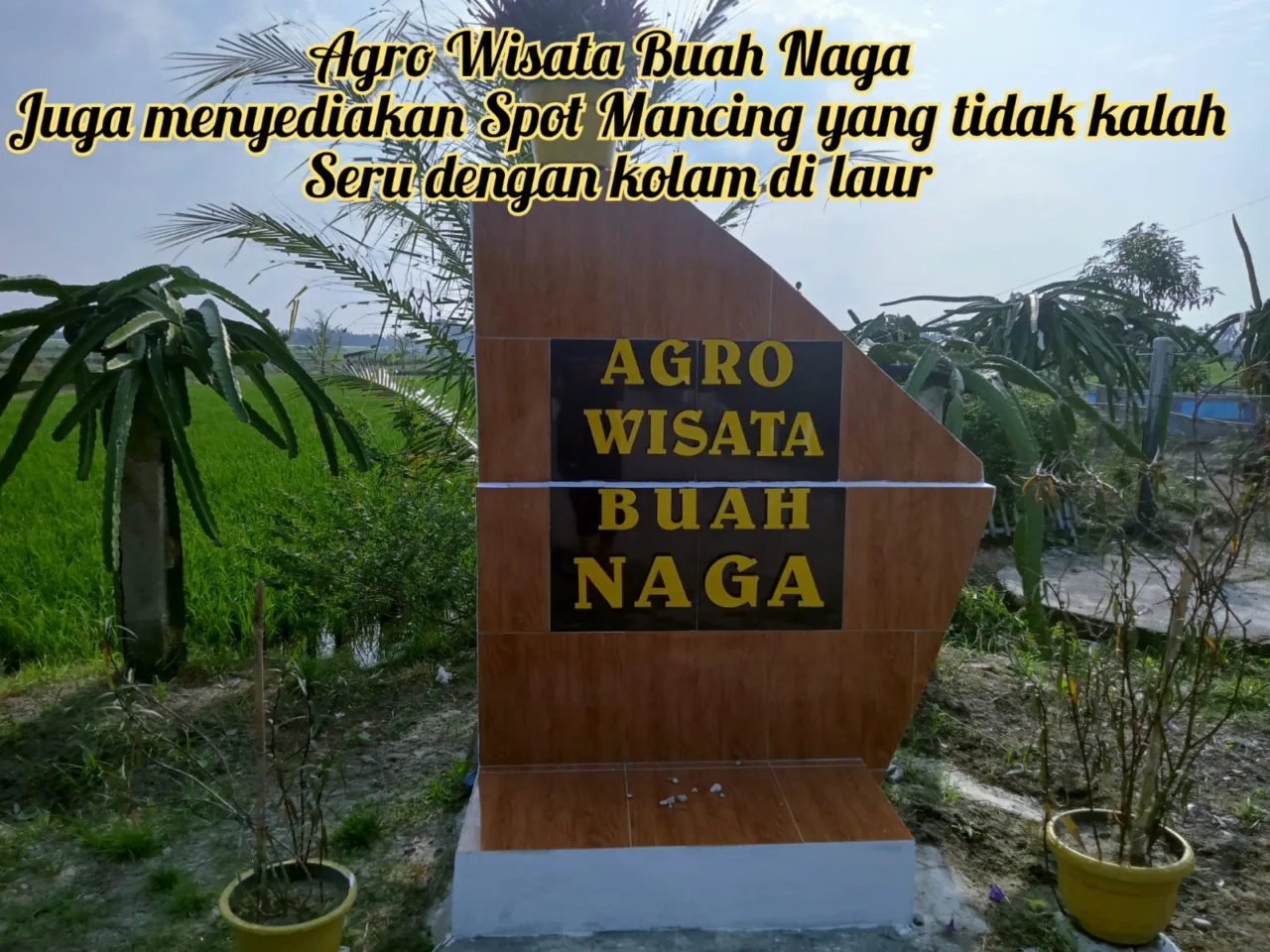 Spot Memancing Di Agro Wisata Buah Naga Memiliki Sensasi Berbeda Dengan Mencicipi Buah Tersebut