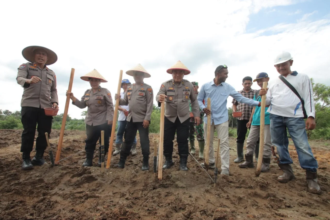 Siap Mendukung Penuh Program Ketahanan Dan Swasembada Pangan, Polres Sergai Tanam Jagung Lahan 2 Hektar