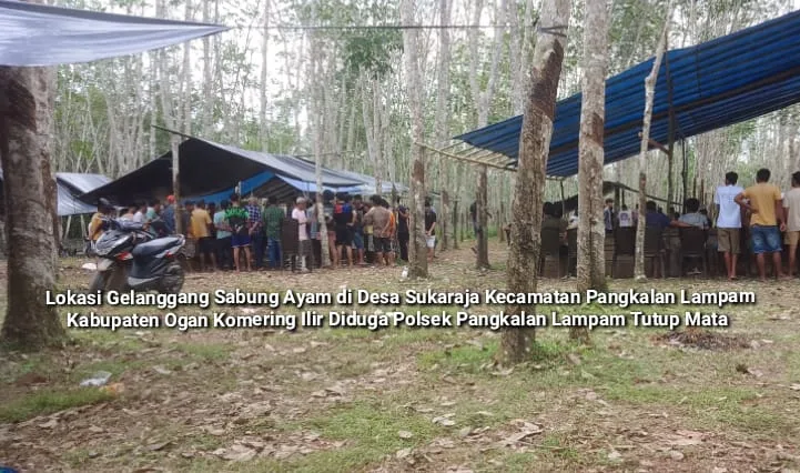Diduga Kebal Hukum,"Arena Sabung Ayam Masih Bebas Beroperasi Di Desa Sukaraja Kecamatan Pangkalan Lampam
