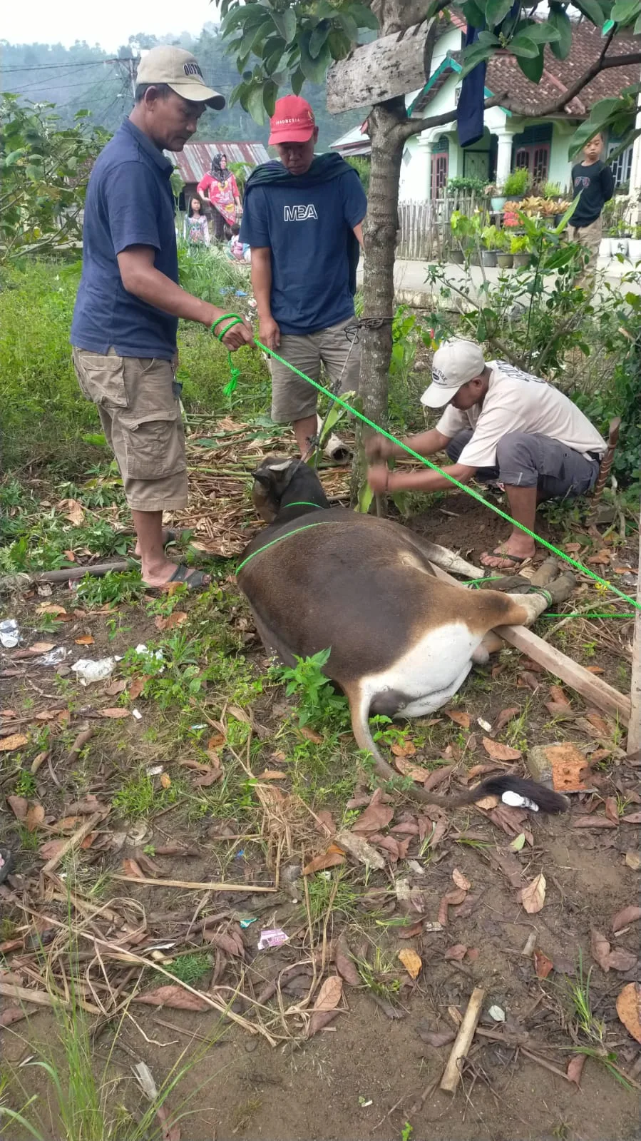 Diduga Demi untuk Kepentingan Pribadi sang Oknum Kades Kemu ulu Menjual Sapi Ketahanan Pangan Tahun 2025