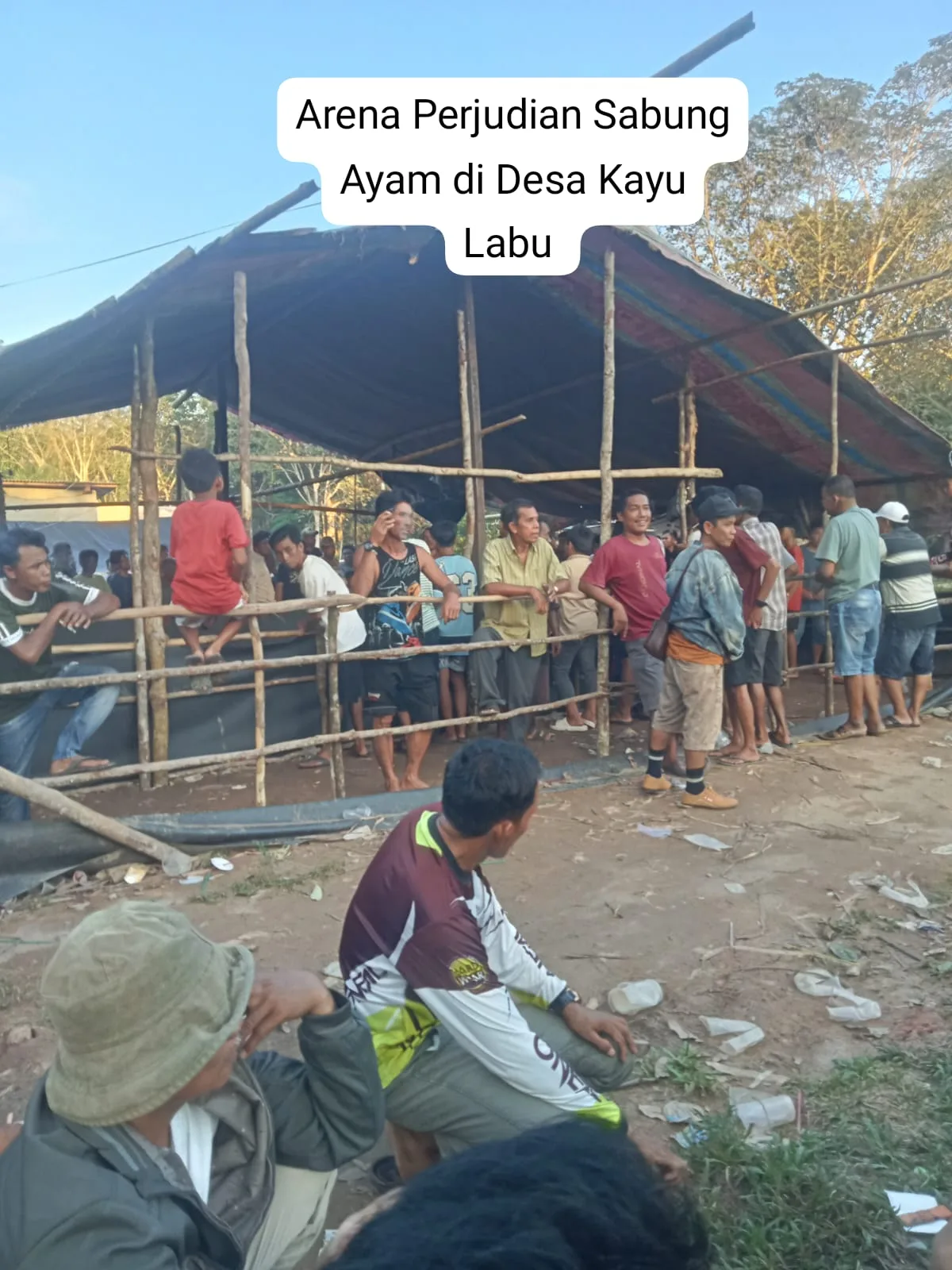 Perjudian Sabung Ayam Di Desa Kayu Labu Bebas Beroperasi Ada Dugaan Pembiaran Aparat Penegak Hukum Seolah Tumpul Ke Atas Tajam Ke Bawah
