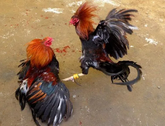 Diduga Dilindungi Oknum Arena Judi Sabung Ayam Di Pematang Panggang Bebas Beroperasi, Kinerja Aparat Penegak Hukum Di Pertanyakan