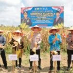 Panen Raya Jagung Serentak Kuartal Ii Dilaksanakan Meriah, Perkuat Ketahanan Pangan Nasional