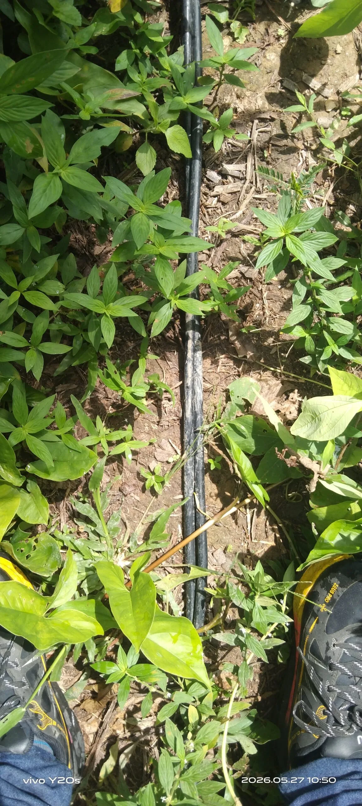 Kabel Tegangan Tinggi Ancam Keselamatan Warga di Dusun 1 Desa Silinda Diduga PT. PLN Cabang Galang Abaikan Laporan Warga