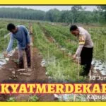 Perkuat Ketahanan Pangan, Bhabinkamtibmas Polsek Menggala Turun Lanpangan Dorong Warga Optimalkan Lahan Pekarangan