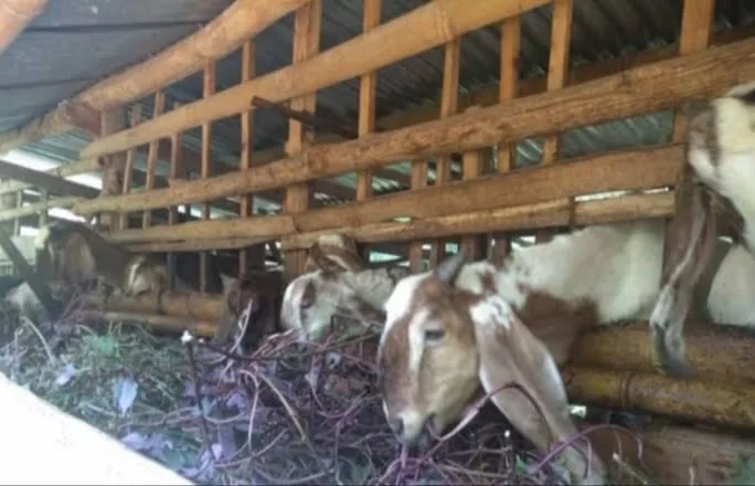 Realisasi DD Desa Tanah Pilih Diduga Jadi Ladang KKN Oknum Kepala Desa Realisasi DD Desa Tanah Pilih Patut Di Udit Secara Detail Terutama Dana Bumdes