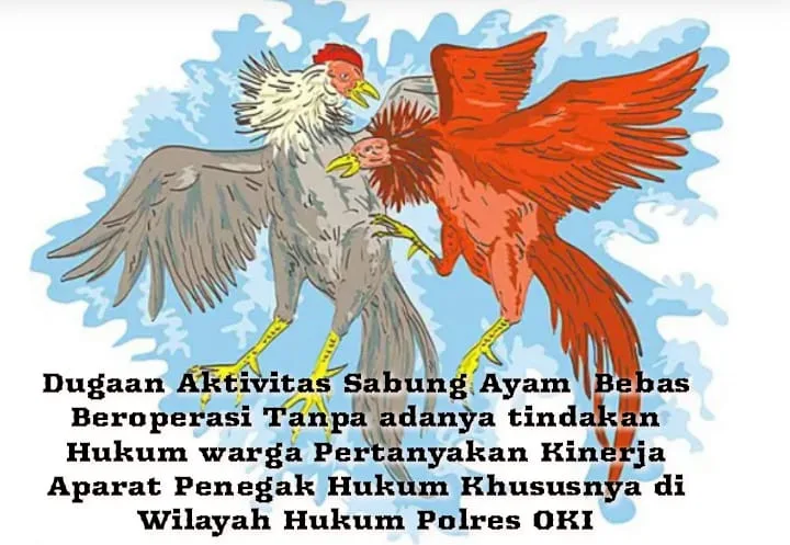 Diduga Kebal Hukum, Arena Sabung Ayam Masih Bebas Beroperasi Di Jerambah Rengas