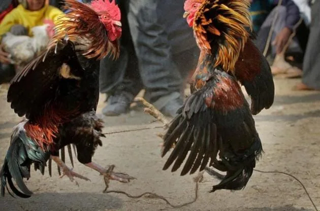 Aparat Penegak Hukum Diduga Tidak Berdaya Menindak Tegas Permainan Judi Sabung Ayam Di Desa Jiwa Baru
