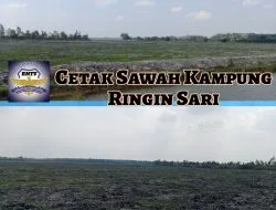 Kuat Dugaan Pungli Cetak Sawah Kampung Ringin Sari. Warga Kecewa. Kepala Kampung Diam Membisu. Jaksa Dan Polres Di Minta Usut.